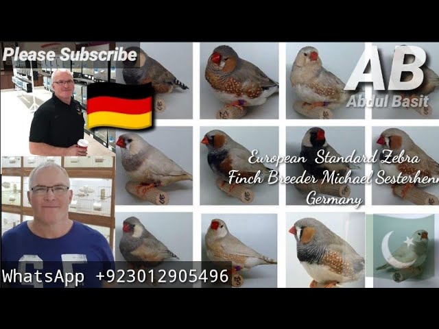 Eruopeon Standard Combination Zebra Finches | Breeder Michael Sesterhenn Germany | Charcoal Breeder