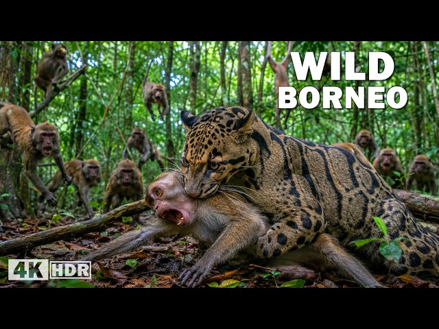 BORNEO SALVAJE | Criaturas ocultas en la selva más misteriosa | Documental de animales y naturaleza