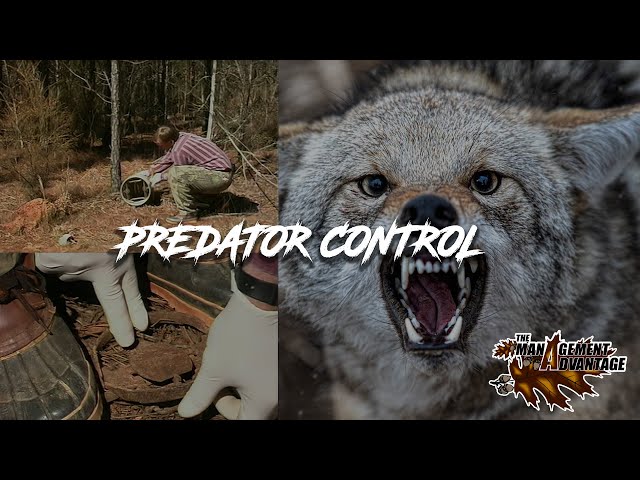 The Best Predator Control Methods For Wildlife Management