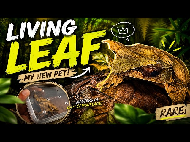 Did I just get the MOST BADASS FROG EVER ?!!!