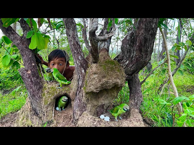 Video of four beautiful parrots in the nest.#birds #animals #love #parrot