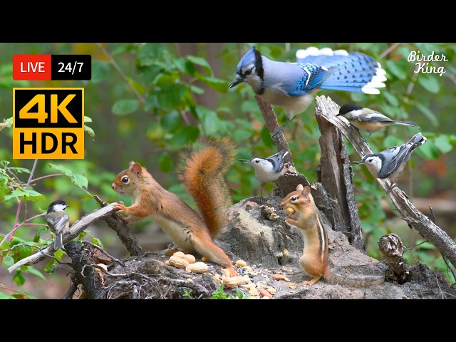 🔴 24/7 LIVE: Cat TV 😺 The Cutest Little Birds and Squirrels 🐿️ Cat Games No Squirrels