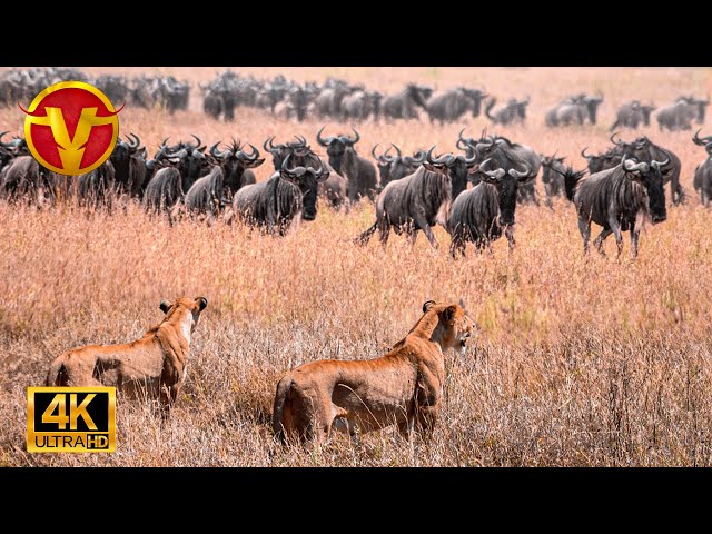 SAVANNA - The Great Migration in the Land of Predators | Animal Planet in Spanish