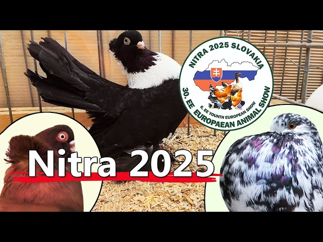 Best pigeons at European Championship in Nitra 2025