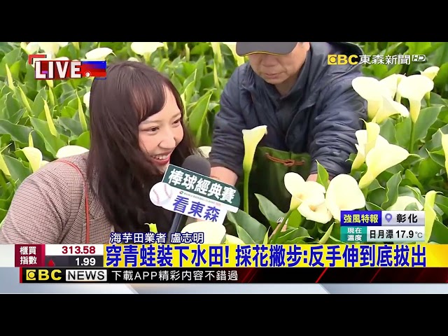 海芋季登場！ 陽明山竹子湖現夢幻白色花海 @newsebc