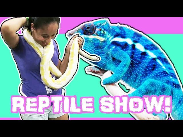 THOUSANDS OF REPTILES!!! NARBC ARLINGTON REPTILE EXPO