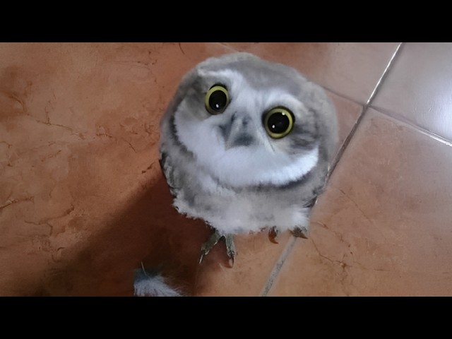 Owls Are The CUTEST Animals On The Planet 🤣Funniest ANIMALS of 2026
