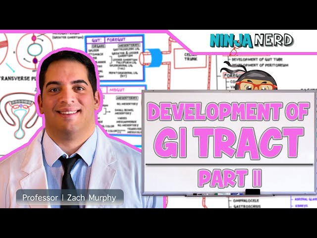Gastrointestinal | Development & Embryology of the GI Tract: Part 2