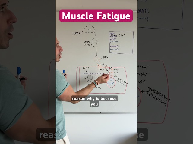Cause of #muscle #fatigue