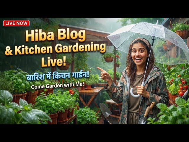 Hiba vlog & Kitchen Gardening Live! - Baarish Mein Gardening Ka Maza