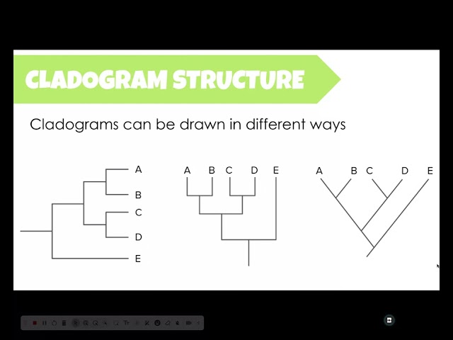 How to read a cladogram