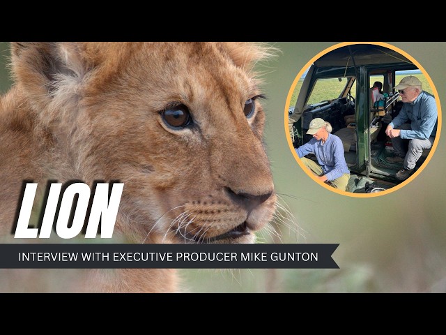 Filming The Longest Continual Shoot Of Lions In The Wild With Executive Producer Mike Gunton
