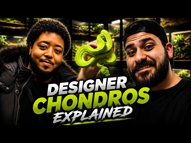 Designer Chondros Explained With Jaffy Exotics