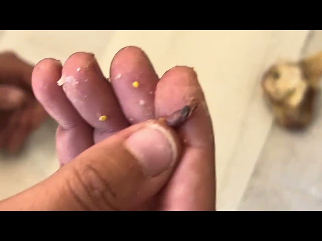 Cutting open a ball python egg that went bad