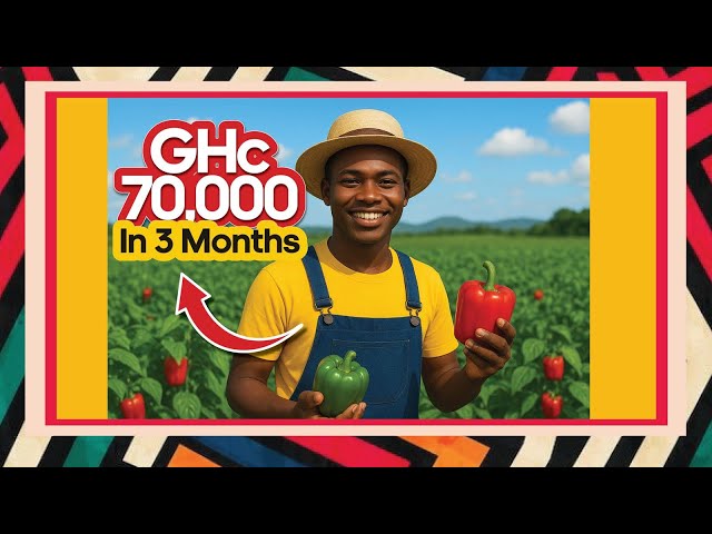 From Campus to Farm: How One Graduate Made GHS70,000 in Just 3 Months with Bell Peppers farming 