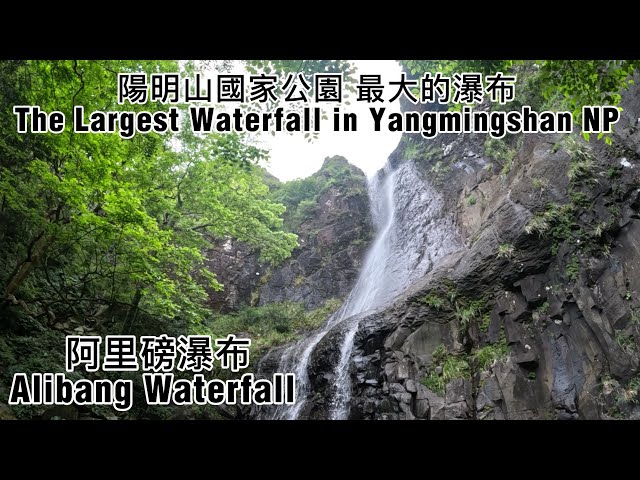 獨自挑戰陽明山最大瀑布！溪蝦幫我清腳皮？巧遇野生動物 | Solo Hike to the Largest Waterfall in Yangmingshan NP! 