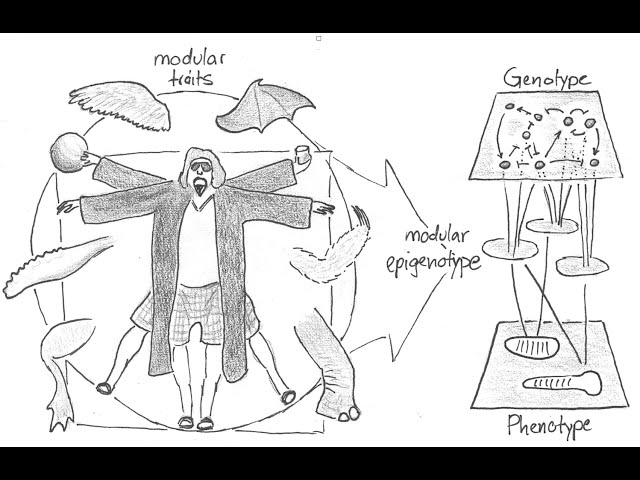 12.03 Dynamical Modularity – Beyond Networks: The Evolution of Living Systems