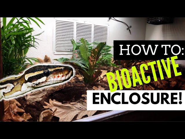 Going BIOACTIVE in the DIY Enclosure Kit?!
