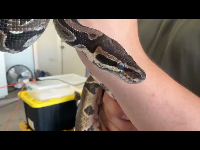 Anything for a Ball Python