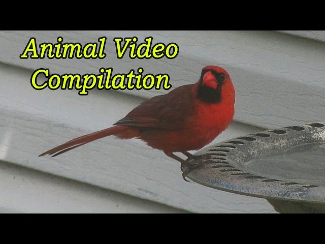 Backyard Animals - A Video Compilation