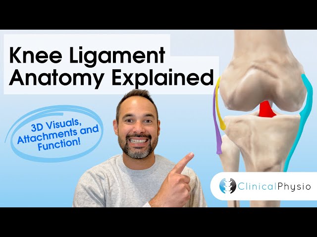 Knee Ligament Anatomy Explained | 3D Anatomy & Function (Physio)