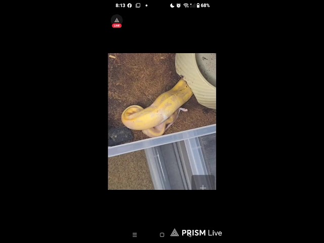 🔴Live streaming 🐍hand Feeding a Snake with Live Food!😱