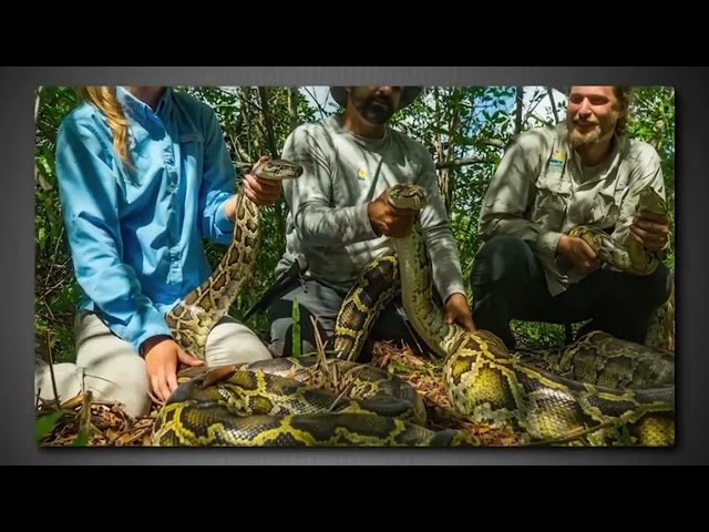 Florida Released Something That Kills All Animals in Swamps  It’s x100 Worse than Phytons