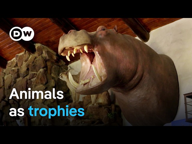 Trophy hunting: A cruel hobby or species conservation? | DW Documentary