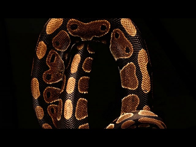 #1 Feeding My Ball Python Video: