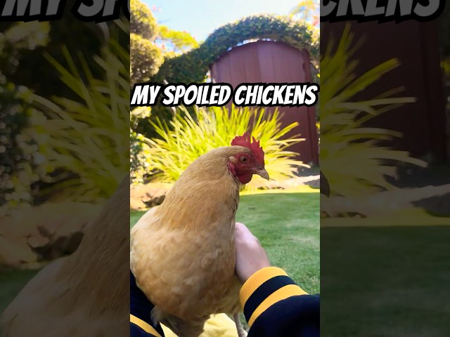 Me and my spoiled chickens