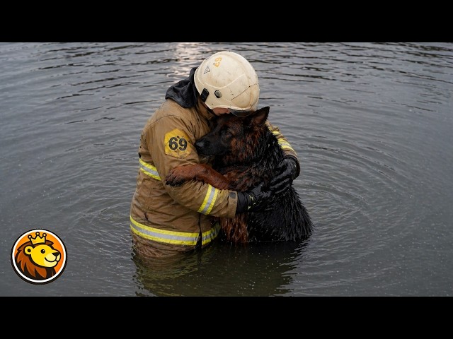 Dog Trusts Firefighter After Calming Embrace 🥹