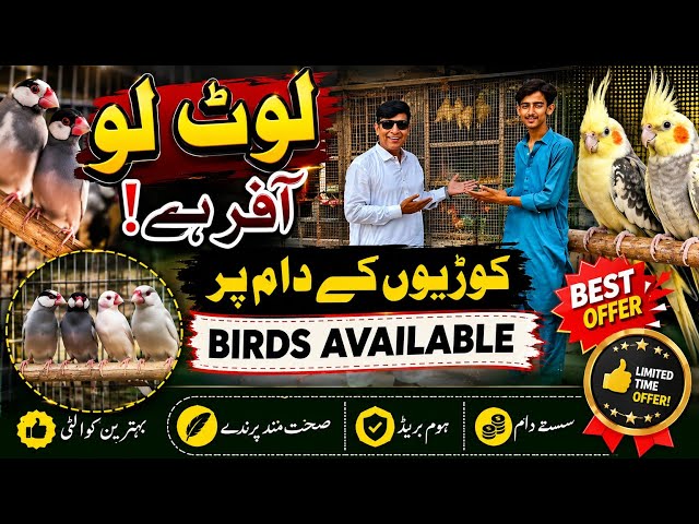 Cheapest Prices! 🔥 Top Class Cockatiels, Java & Dove Breeder Pairs Available | @SYEDBIRDS