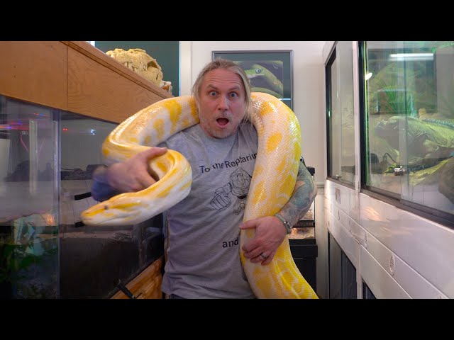 IS THIS THE LARGEST BURMESE PYTHON IN THE WORLD?? | BRIAN BARCZYK