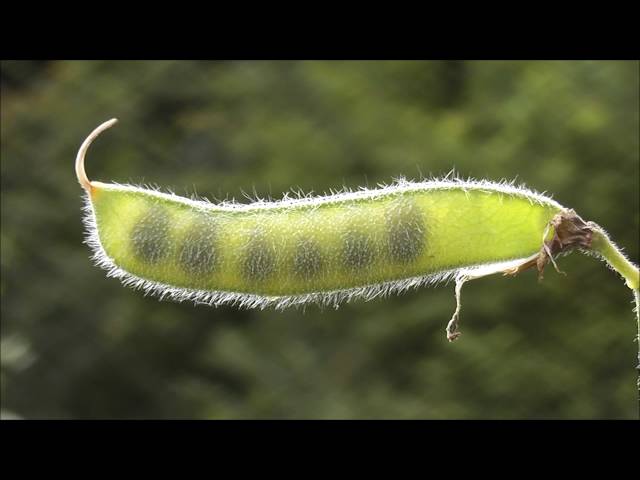 Fabaceae / Hülsenfrüchtler erkennen
