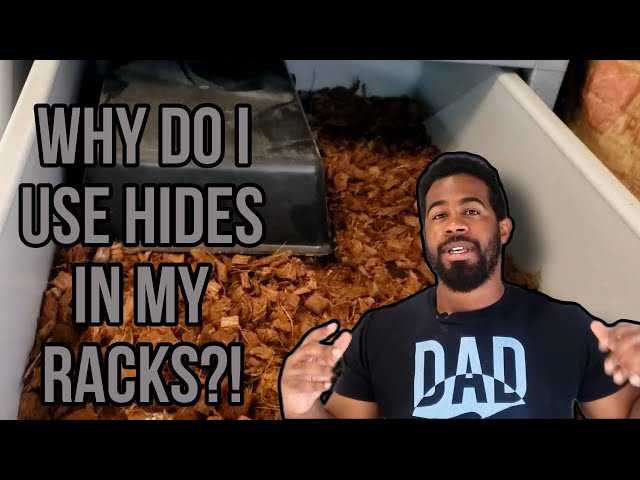 Ball Python Care | Upgrading Snake Enclosure Size