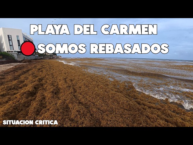 Playa Del Carmen🔴El Sargazo Sigue Llegando y No Sabemos Que Hacer 2 Junio 2026