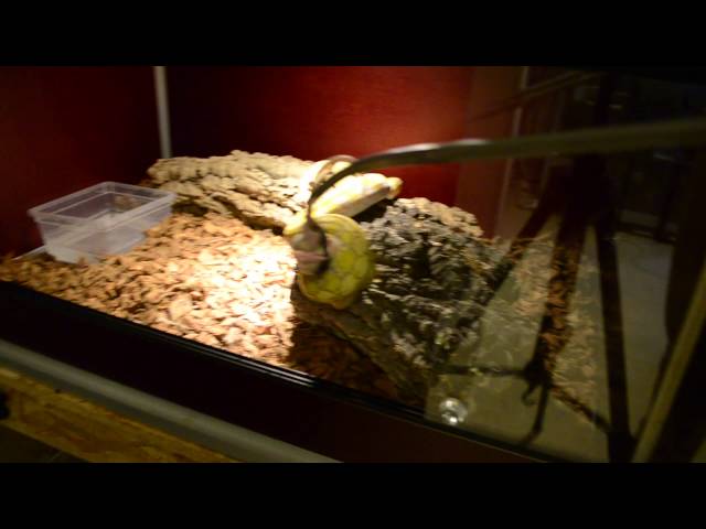 Super Dwarf reticulated Python 'Purple Albinos'
