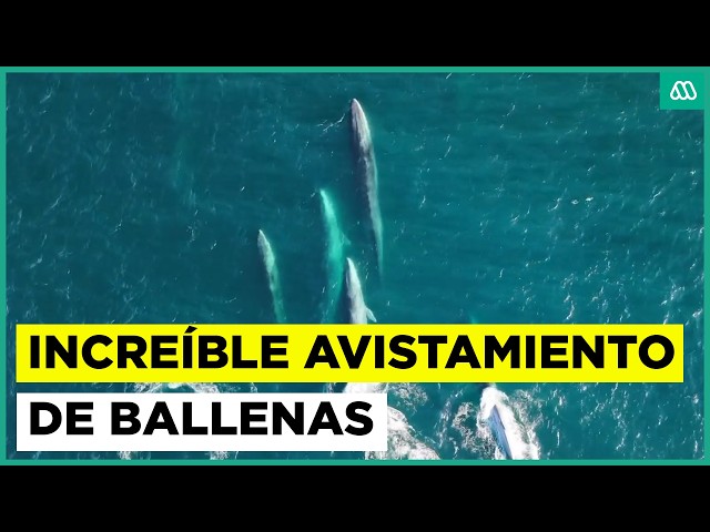 Increíble avistamiento de ballenas en Hualpén