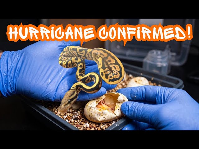 Hurricane CONFIRMED! Our Reddest, Busiest Ball Python Babies Yet