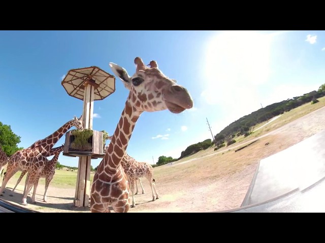 Giraffe Tower VR | Fossil Rim Wildlife Center