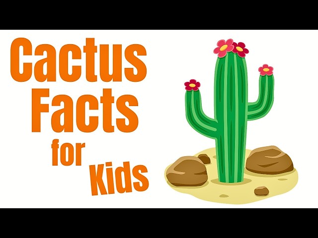 Cactus Facts for Kids | Learn About Cacti
