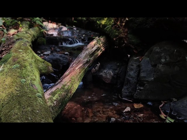Relaxing Music, Sleep Music, Water Sounds, Meditation Music, Peaceful Piano for Deep Rest
