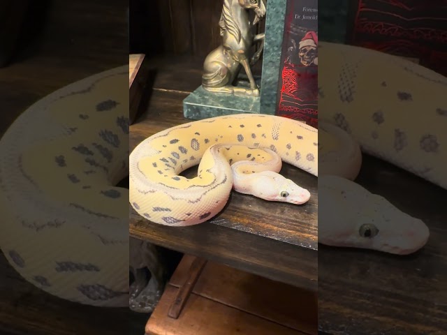 Our firefly leopard desert ghost clown boy growing nicely! #ballpython #desertghost