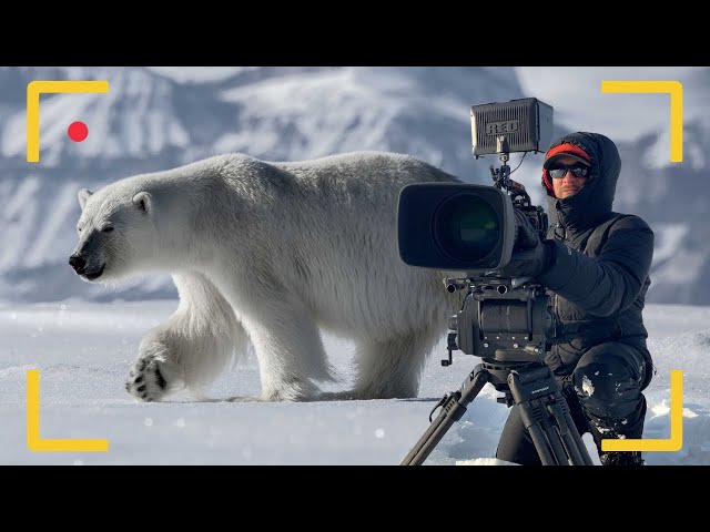 How To Make Your Wildlife Footage Cinematic