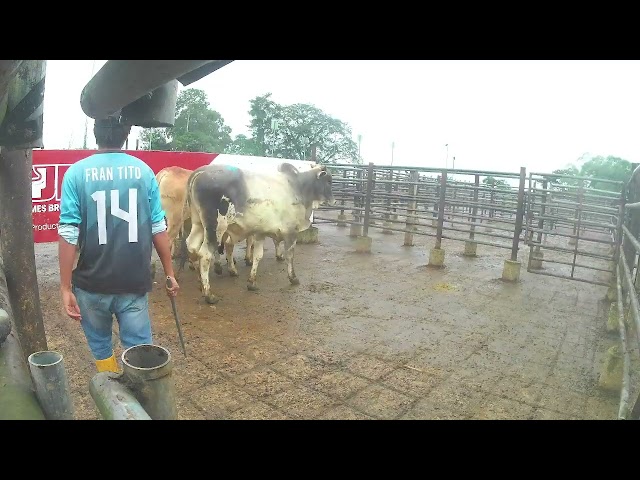 Lote Nro. 3
