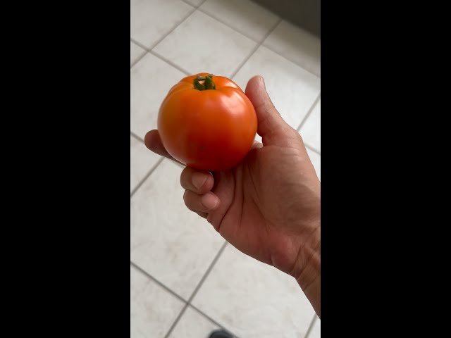 Tomate de mi huerto casero