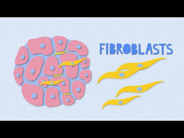 Fibrosis Explainer