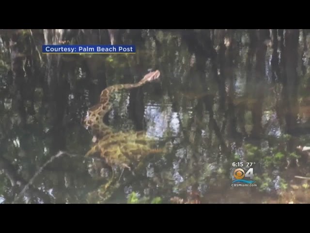 Caught On Camera: Fight Of The Fittest Between Python & Gator
