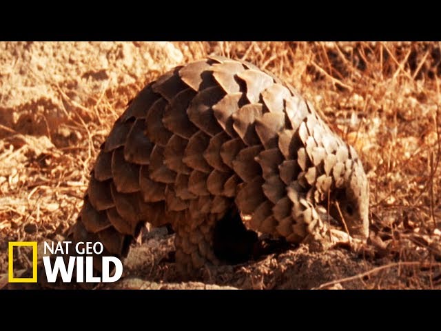 The pangolin, an endangered species
