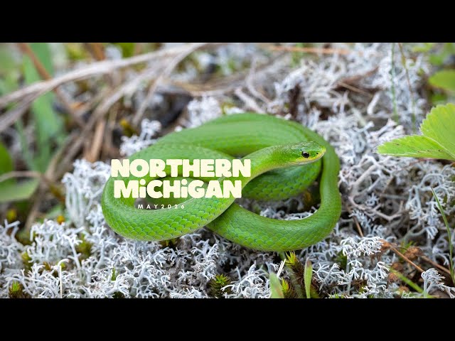 Finding Emerald GREEN Snakes in Northern Michigan 